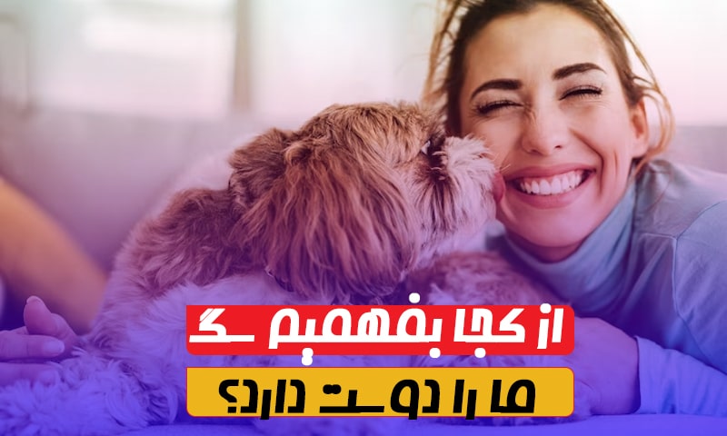 از کجا بفهمیم سگ ما را دوست دارد