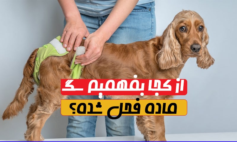 از کجا بفهمیم سگ ماده فحل شده