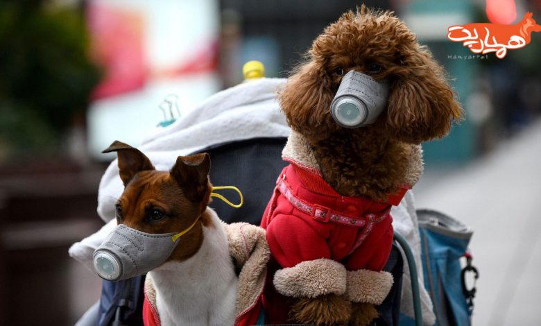 قرنطینه حیوانات خانگی در دوران کرونا ویروس