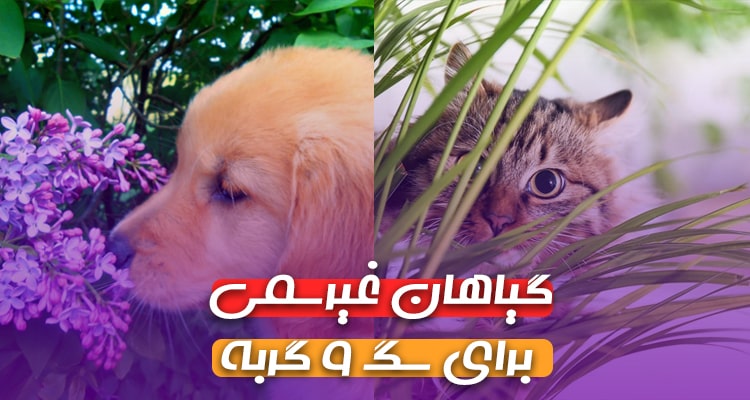 24 گیاه مناسب برای حیوانات خانگی: گیاهان غیرسمی برای سگ و گربه
