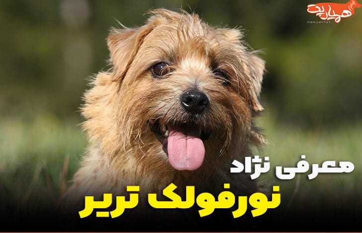 نورفولک تریر