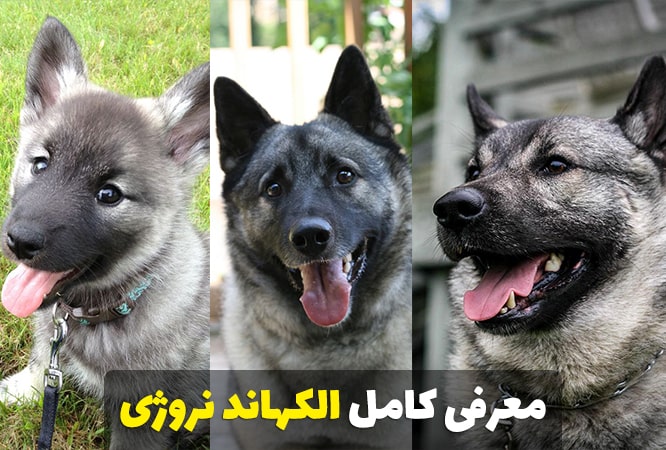 معرفی نژاد سگ نگهبان الکهاند نروژی