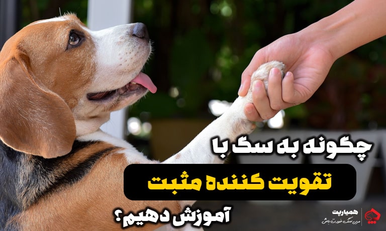 تاییدیه مثبت سگ