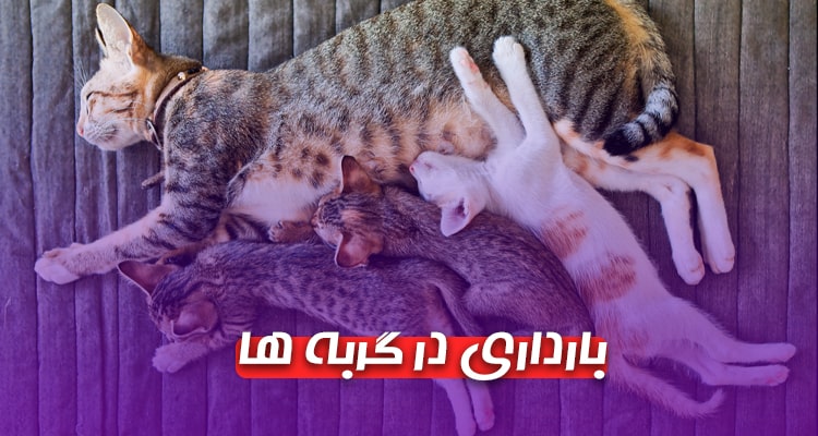 همه چیز در مورد بارداری گربه ها ، مدت زمان بارداری در گربه ها ، گربه ها چندبار در سال باردار میشوند ؟ ، نحوه پیشگیری از بارداری در گربه ها ، علائم بارداری در گربه های ماده چیست؟ همیارپت