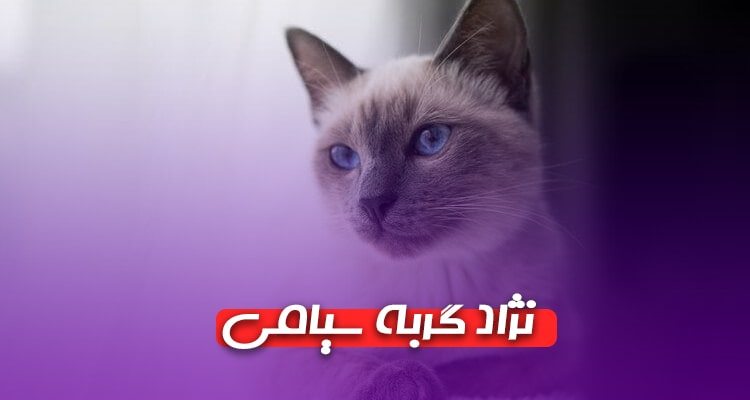 گربه نژاد سیامی