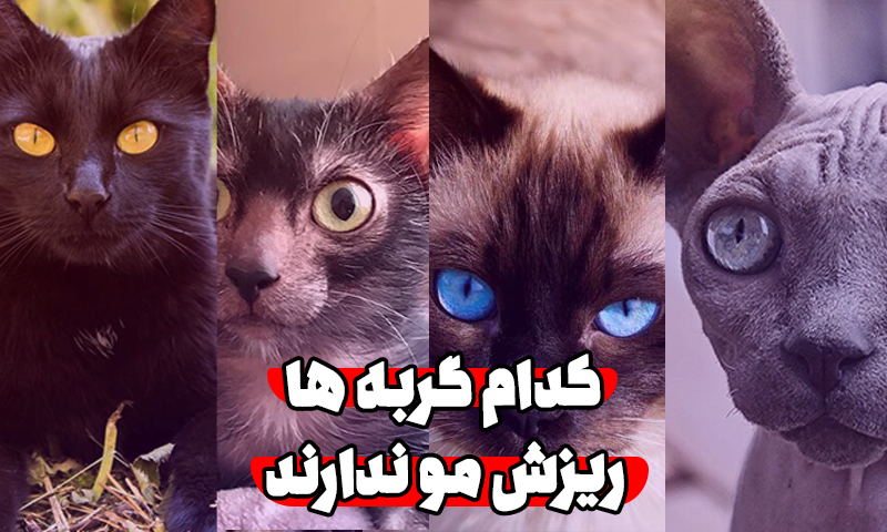 گربه بدون ریزش مو