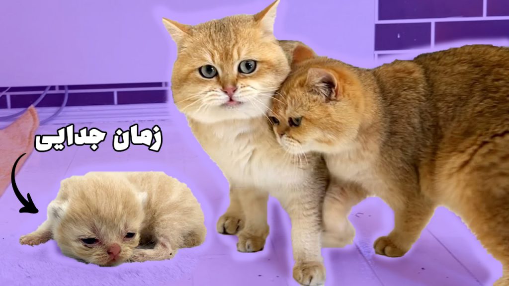 گربه مادر چه زمانی فرزندانش را رها میکند؟