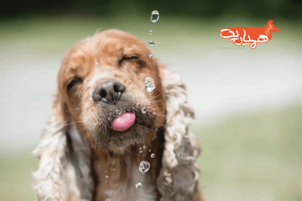 کم آبی (دهیدراته) در سگها