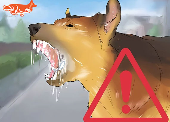 چگونه با یک سگ ولگرد دوست شویم