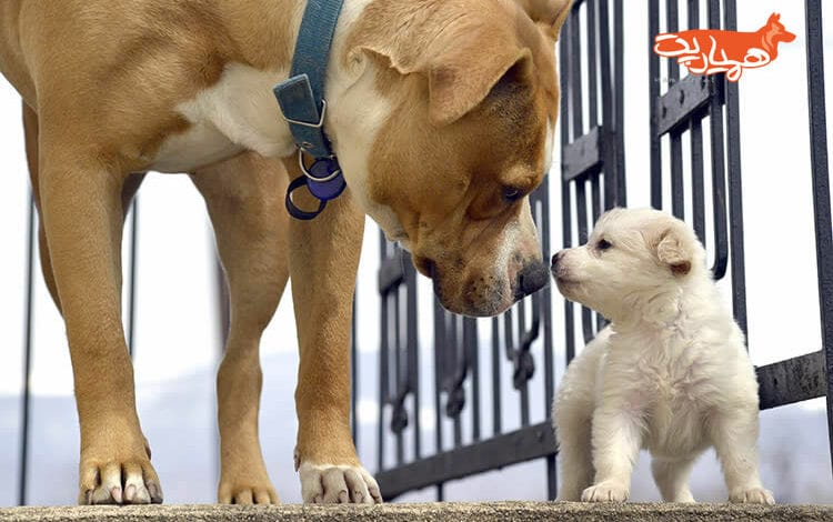 آشنا کردن سگ