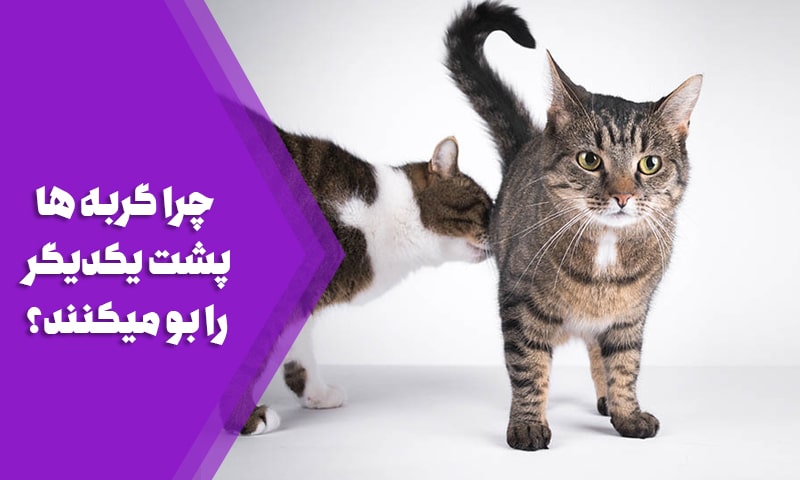 چرا گربه ها پشت یکدیگر را بو میکنند؟