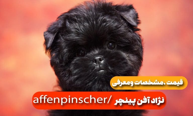 نژاد سگ آفن پینچر (affenpinscher)