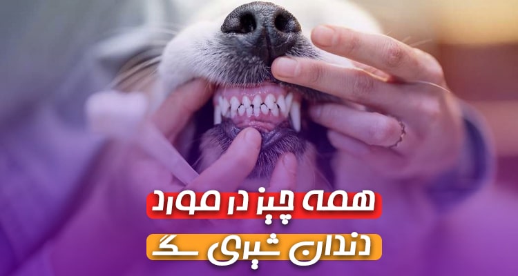 دندان شیری سگ