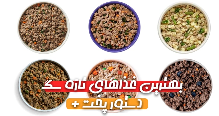 بهترین غذای تازه سگ