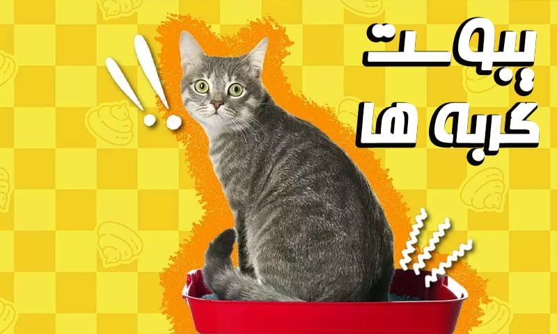یبوست گربه