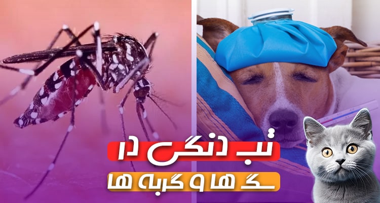 تب دنگی سگ و گربه