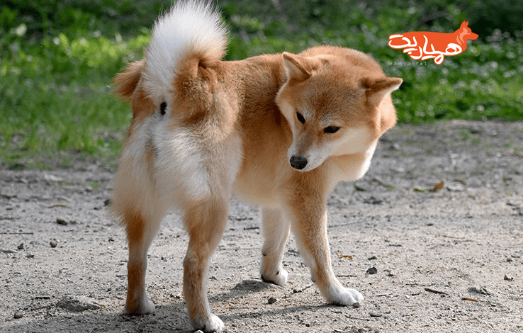 روش تخلیه کیسه مقعدی سگ