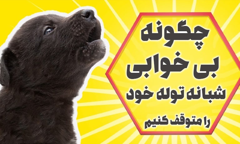 دلیل نخوابیدن توله سگ در شب