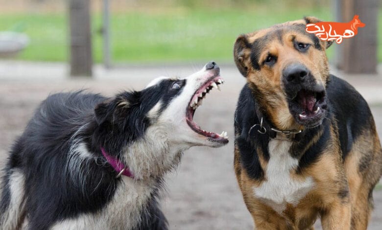 چرا سگ ها پارس میکنند؟