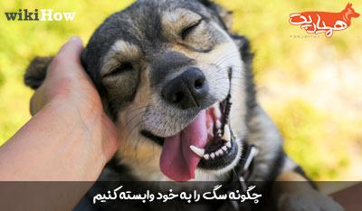 چگونه سگ را به خود وابسته کنیم؟