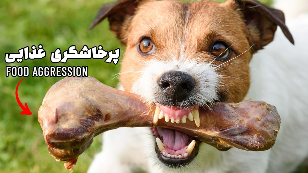 پرخاشگری غذایی سگ