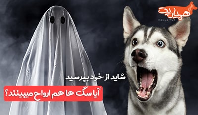 آیا سگ ها می توانند ارواح را ببینند