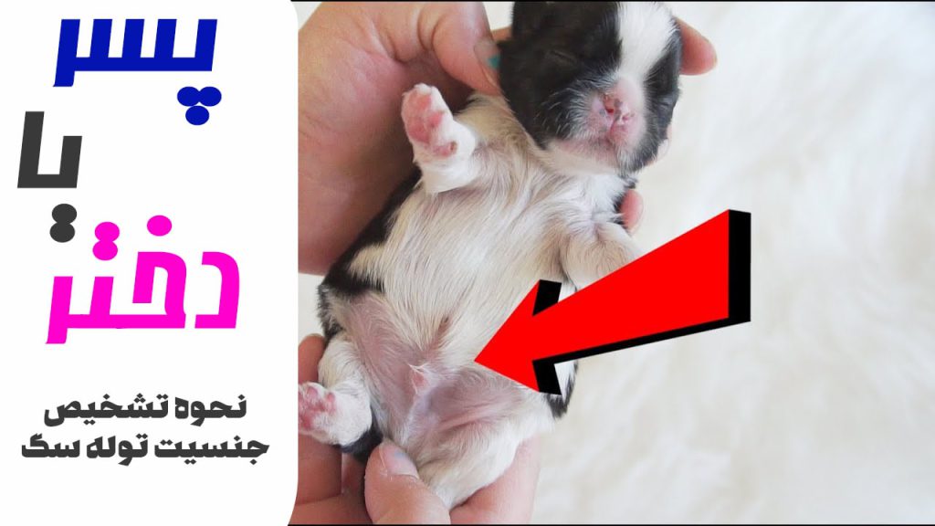 از کجا بفهمیم سگ نر یا ماده