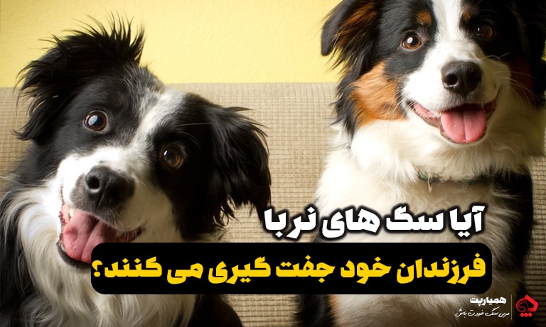 آیا سگ های نر با فرزندان خود جفت گیری می کنند؟