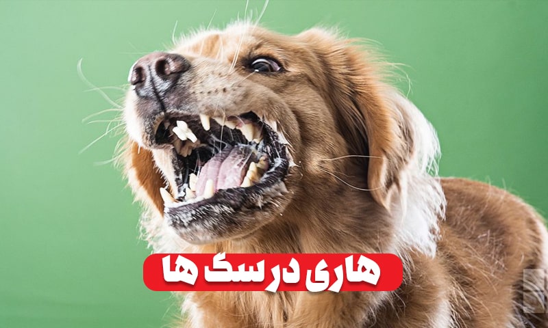 هاری در سگ ها