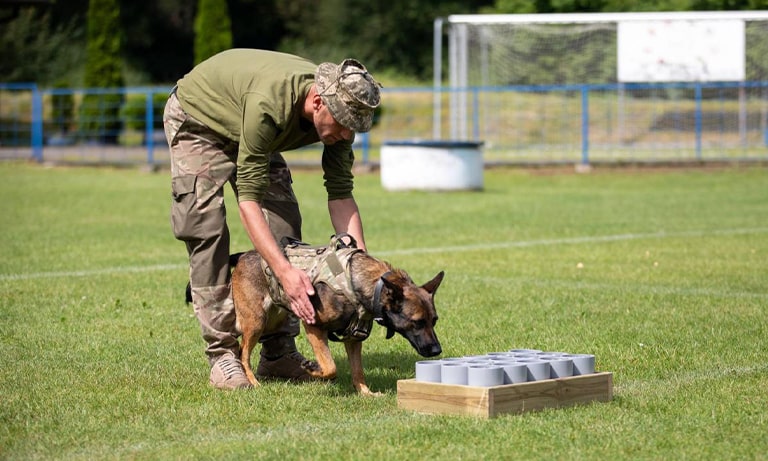 سگ‌های خدمت‌رسان نظامی در میدان‌های جنگ اوکراین