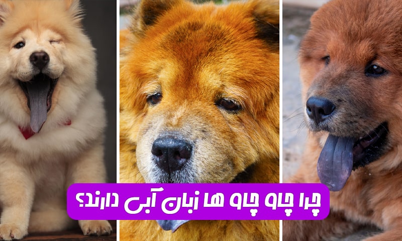 چرا چاو چاوها زبان آبی دارند؟