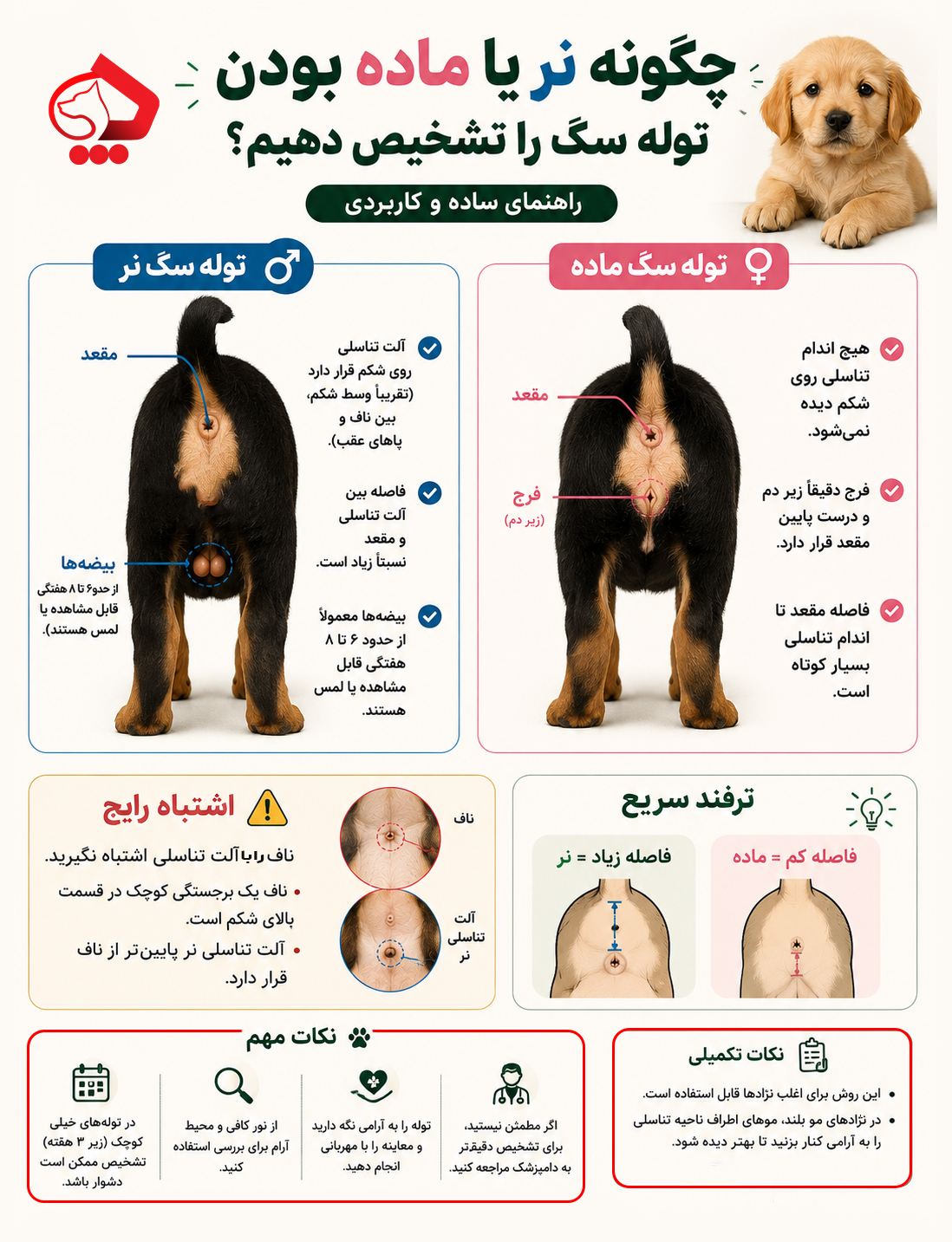 راهنمای تشخیص جنسیت توله سگ