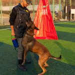 محمد حسین اطلاعی مربی سگ در ماهدشت کرج