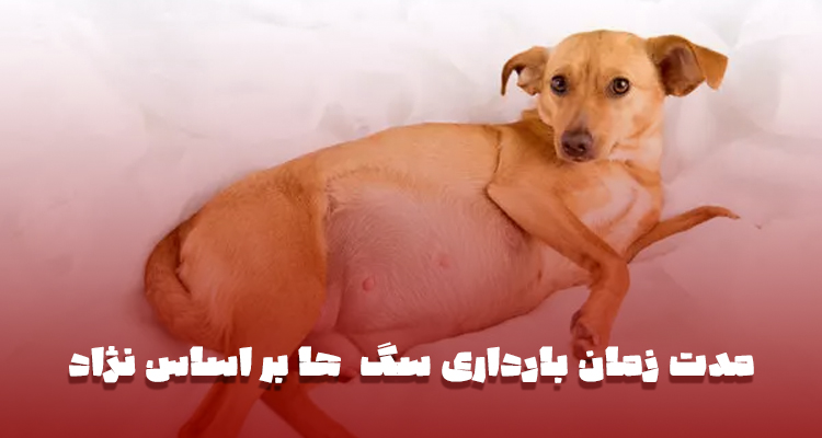 مدت زمان بارداری سگ ها