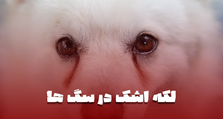 لکه اشک در سگ ها