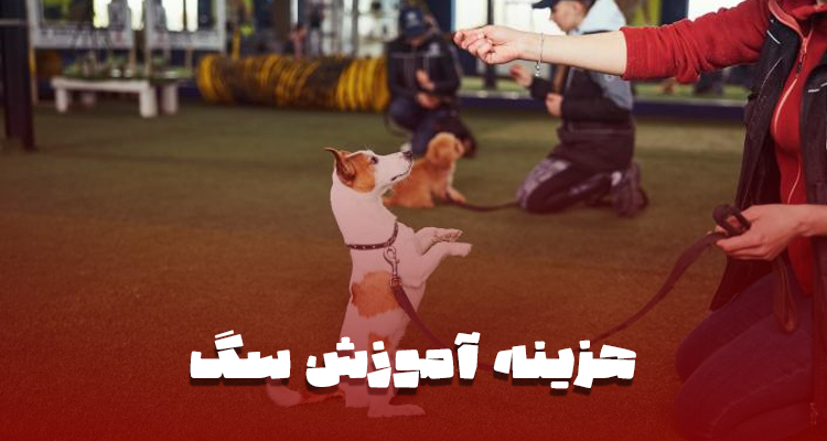 هزینه آموزش سگ