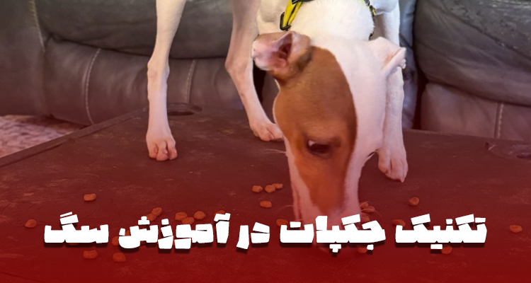 سگ در حال گرفتن چندین خوراکی ویژه به عنوان پاداش جکپات