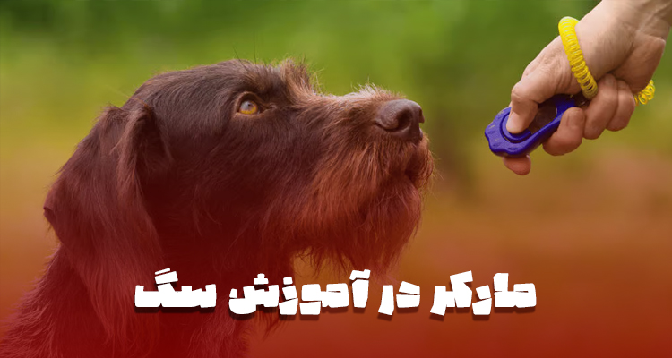 آموزش مارکر سگ با کلیکر؛ لحظه صحیح رفتار و دریافت پاداش