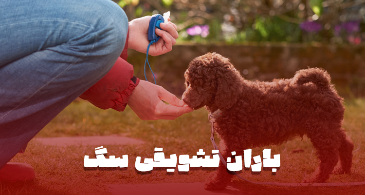 سگ در حال دریافت چند خوراکی پشتسرهم به عنوان باران تشویقی