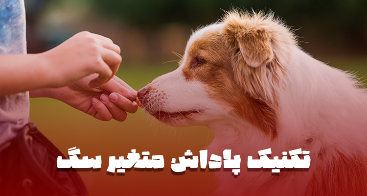 سگی که بعد از چند بار اجرای فرمان، بهطور غیرمنتظره یک پاداش میگیرد.