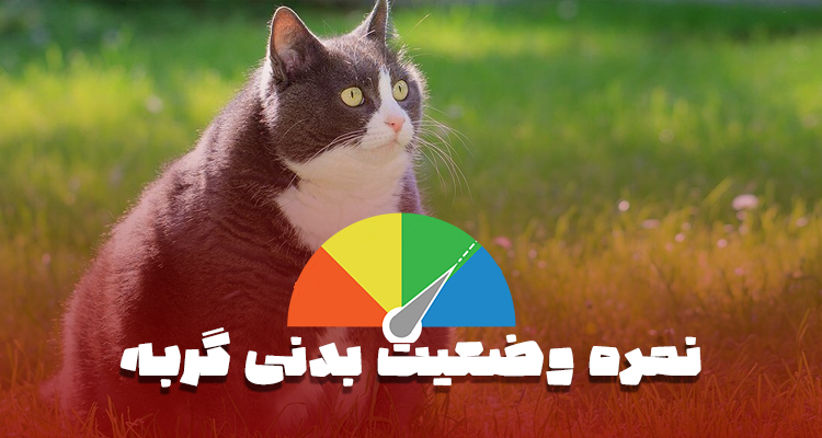 نمره وضعیت بدنی گربه