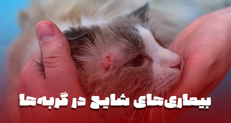 بیماری‌های شایع در گربه‌ها