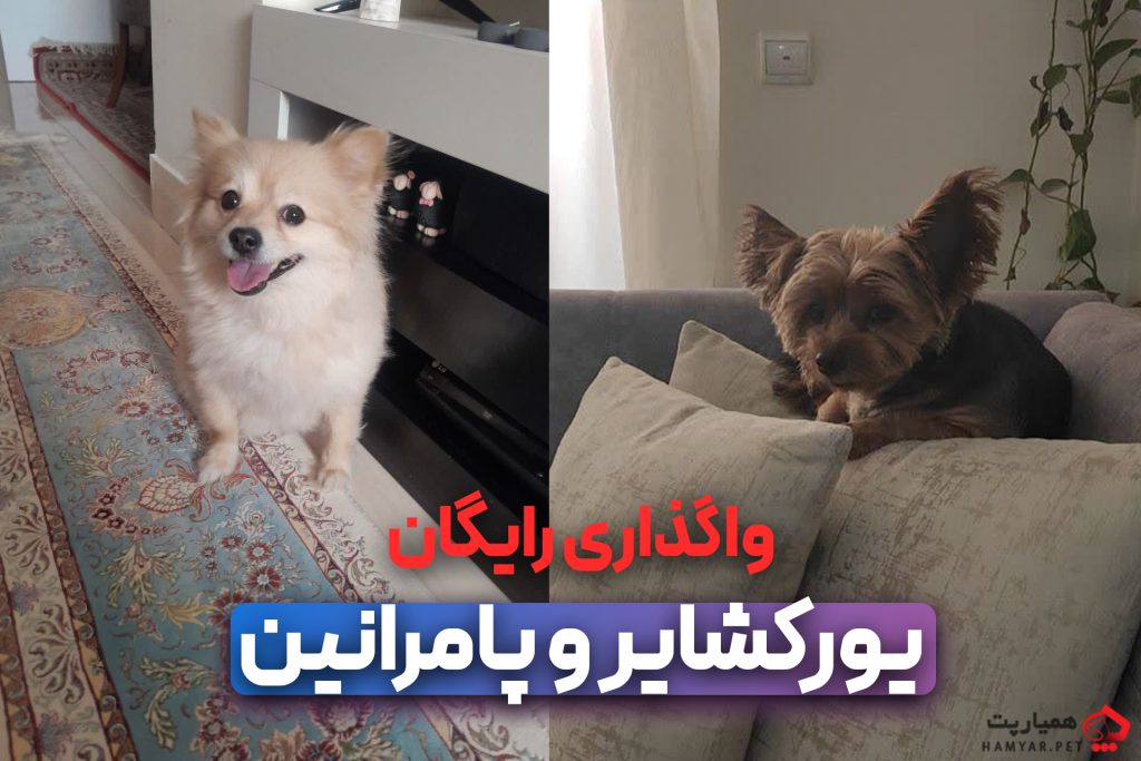 واگذاری سگ یورکشایر 9 ساله ماده و پامرانین نر 5 ساله عقیم در کرج