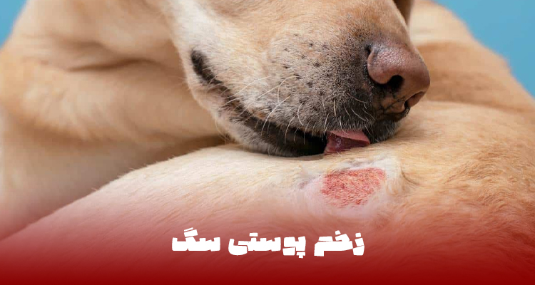 زخم پوستی سگ
