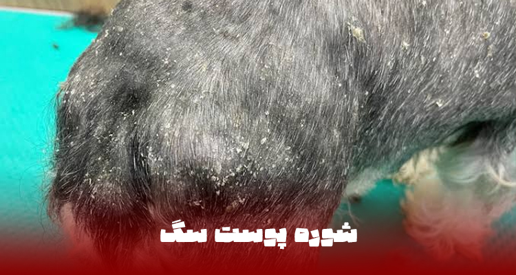 شوره پوست سگ و پوسته پوسته شدن موهای سگ