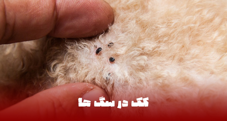 کک سگ