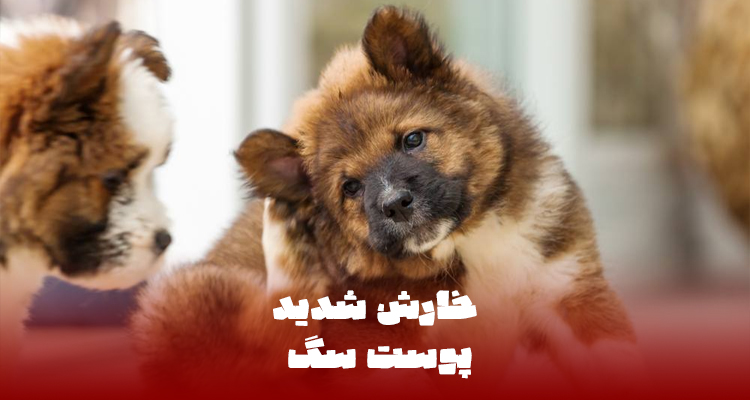 سگ در حال خاراندن بدن به دلیل خارش شدید و مشکل پوستی