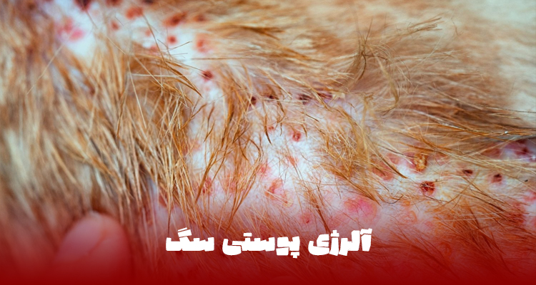آلرژی پوستی در سگ همراه با قرمزی و التهاب پوست