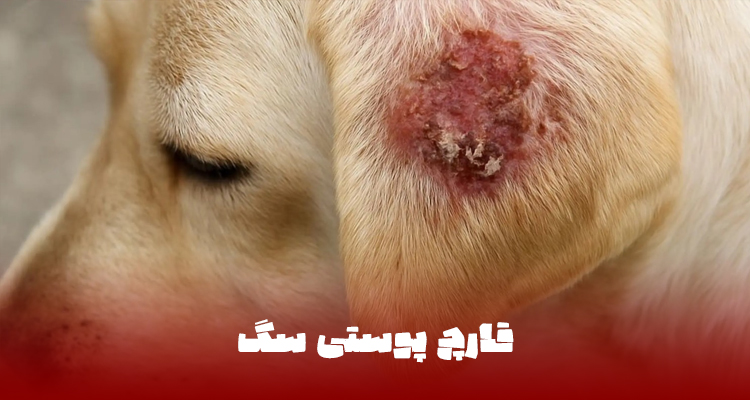 قارچ پوستی سگ همراه با ریزش مو و التهاب پوست
