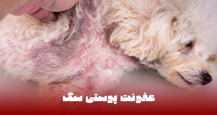عفونت پوستی سگ